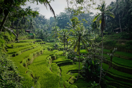 BALI: Tranquil Nature